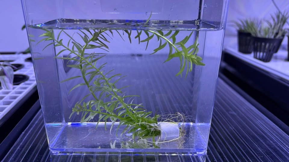 Rotala rotundifolia “Green” - Home Grown Aquarium Plants - photo 4