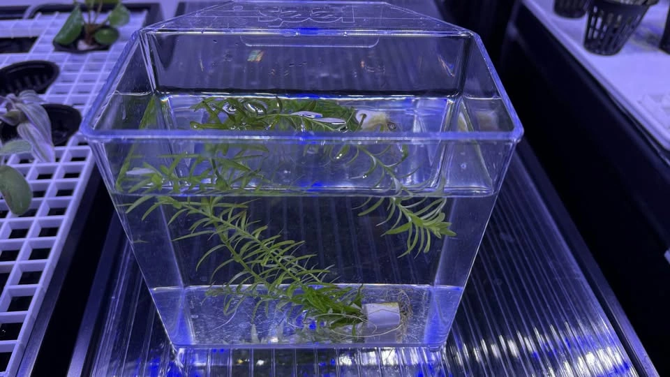 Rotala rotundifolia “Green” - Home Grown Aquarium Plants - photo 5