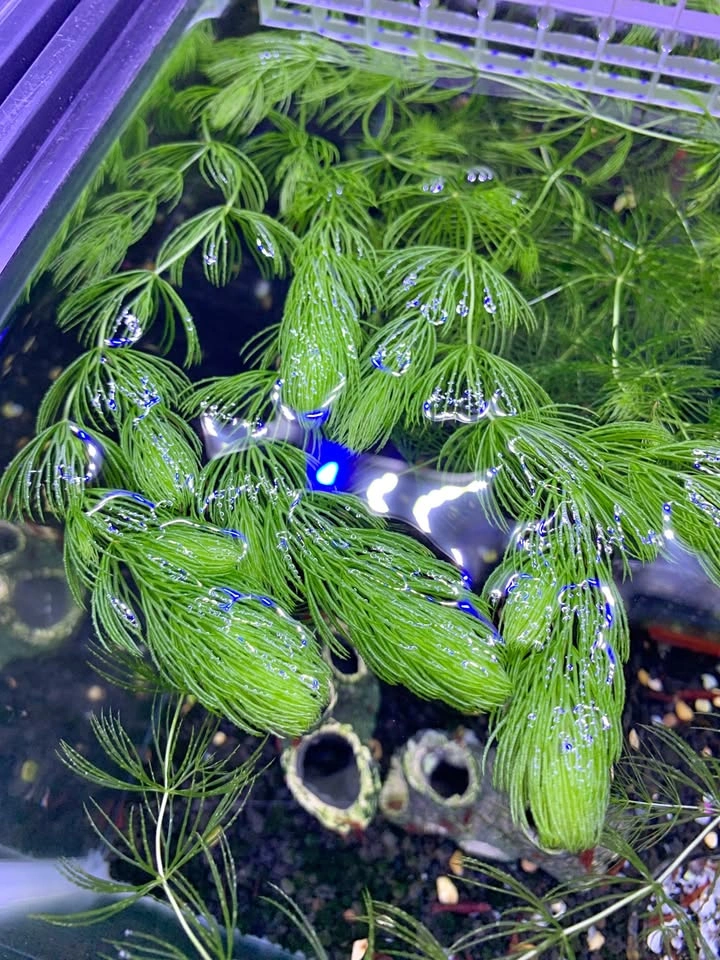 Hornwort - Home Grown Aquarium Plants