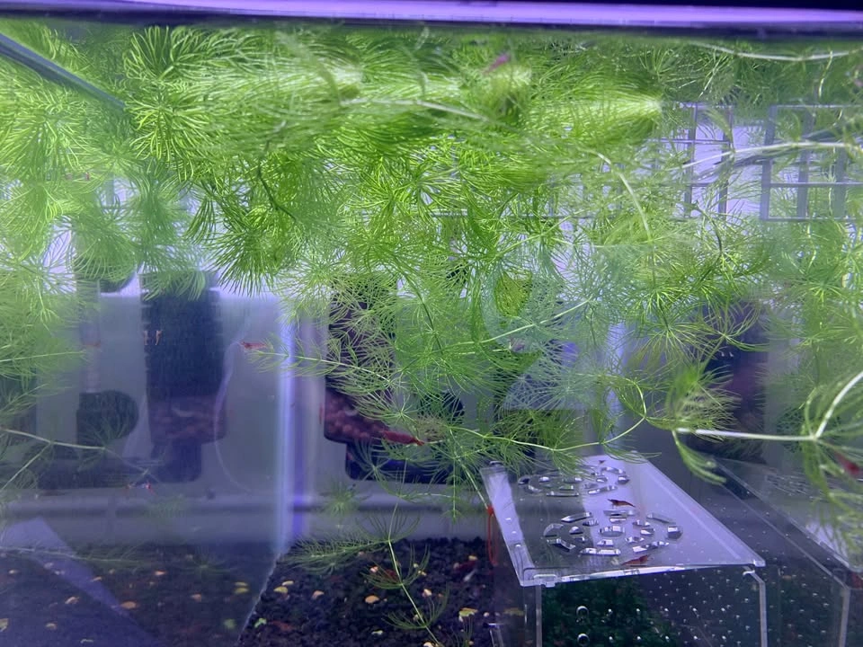 Hornwort - Home Grown Aquarium Plants - photo 3