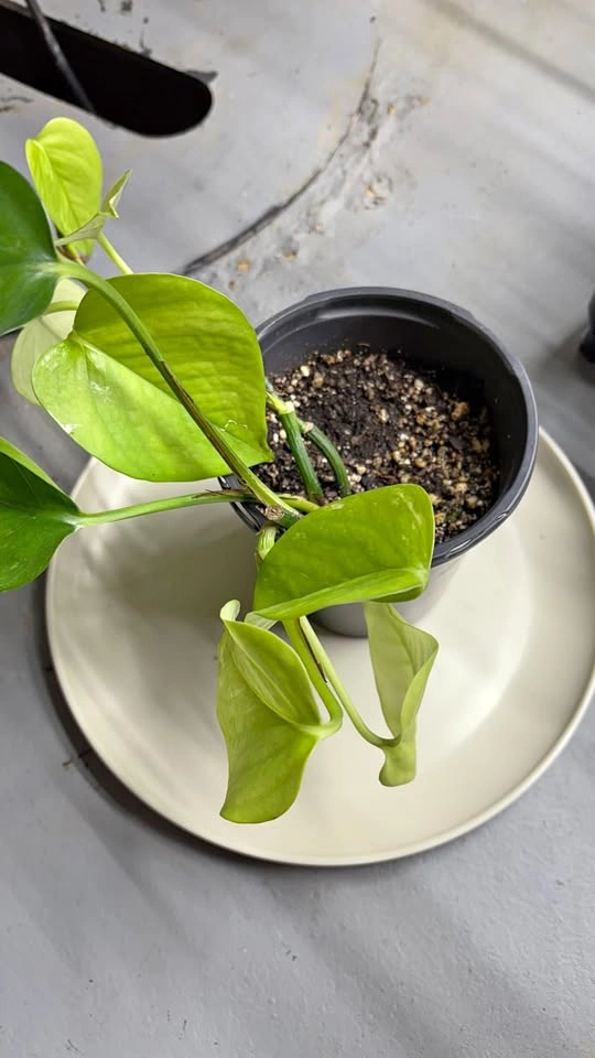 Large Neon Pothos - Home Grown Plants