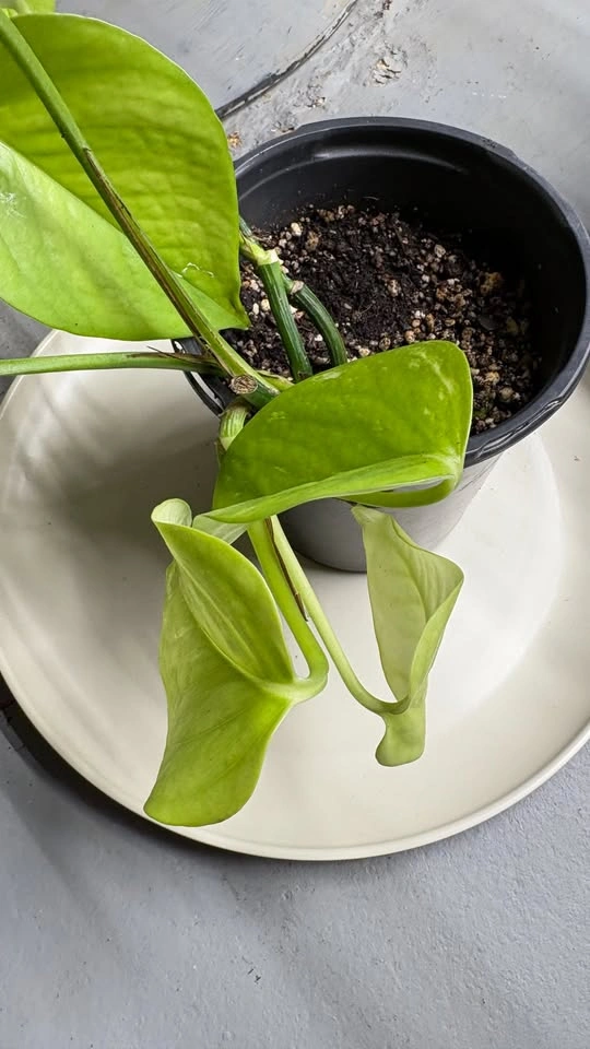 Large Neon Pothos - Home Grown Plants - photo 2