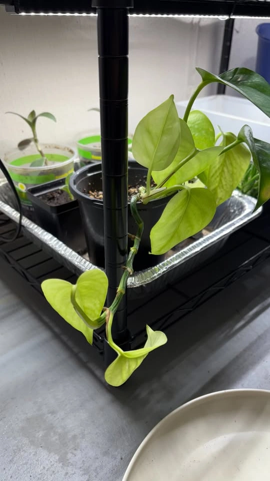 Large Neon Pothos - Home Grown Plants - photo 3