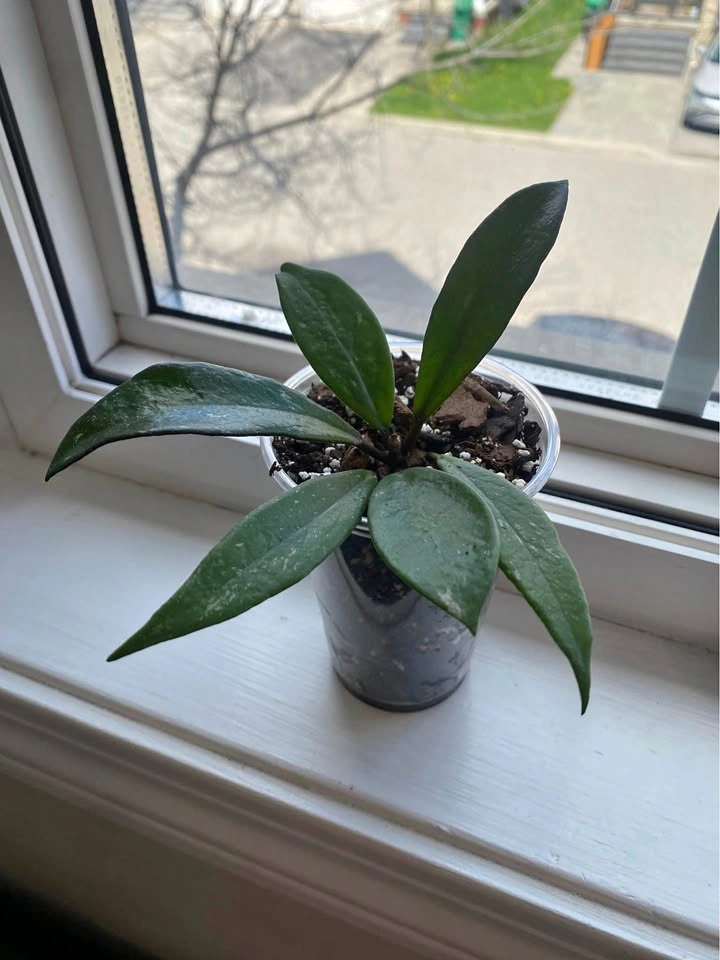 Rooted Hoya Wayetii Cutting