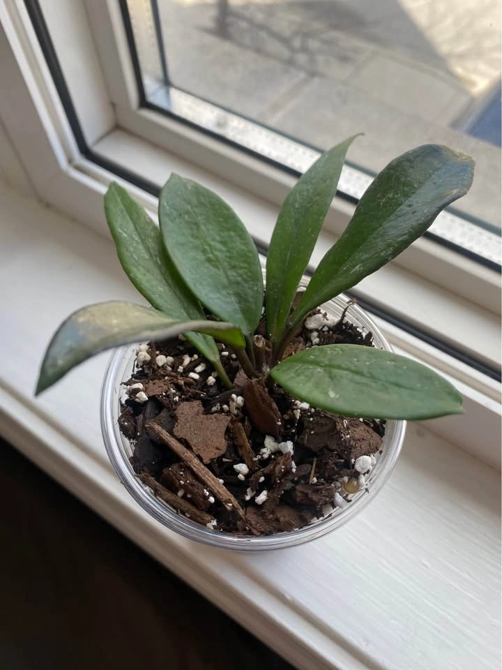 Rooted Hoya Wayetii Cutting - photo 2