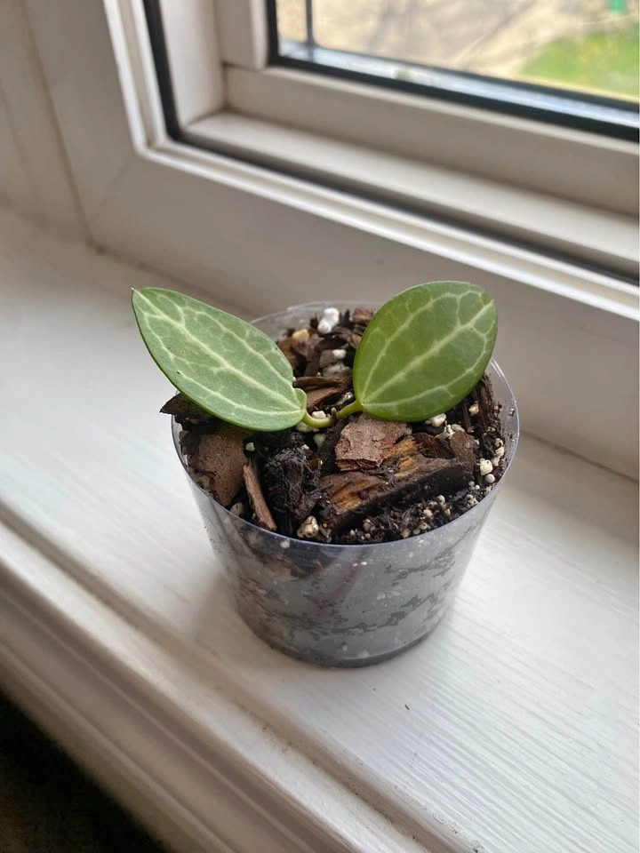 Rooted Dischidia Ovata Cutting