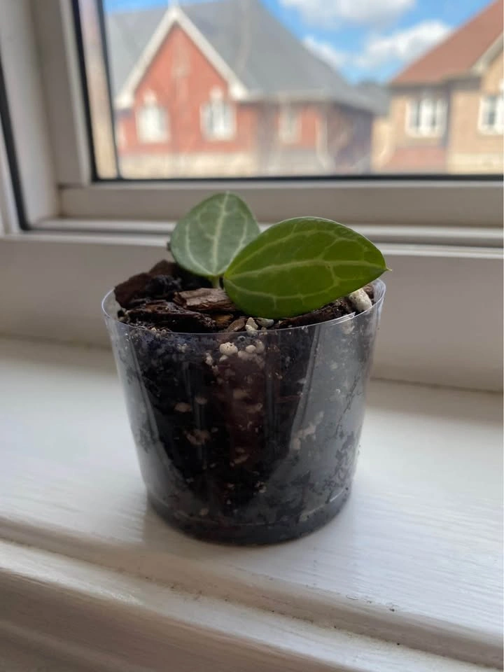 Rooted Dischidia Ovata Cutting - photo 2