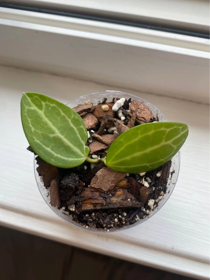 Rooted Dischidia Ovata Cutting - photo 3