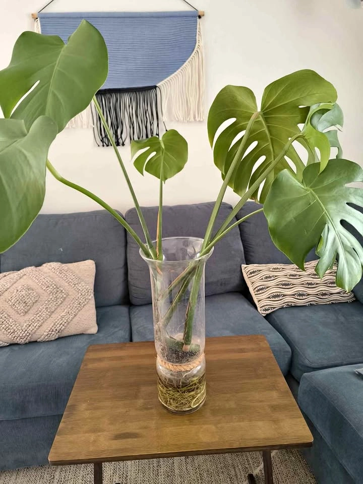 Monstera Plant in Glass Vase