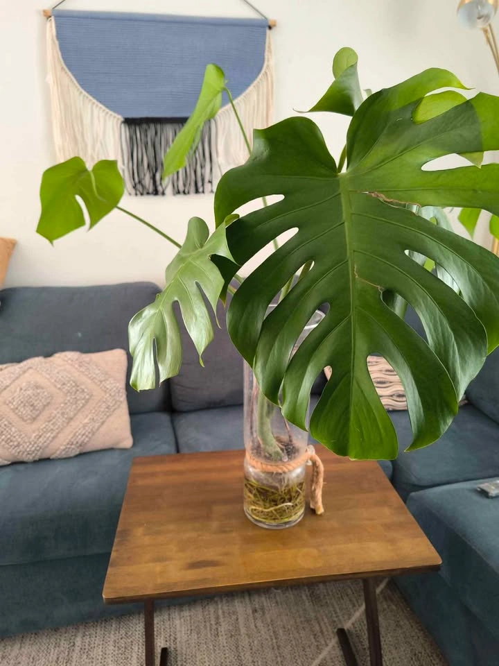 Monstera Plant in Glass Vase - photo 2
