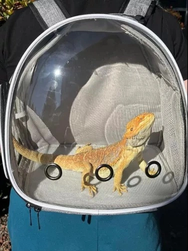 Clear Guinea Pig Backpack, Space Capsule Bubble Window Backpack - photo 5