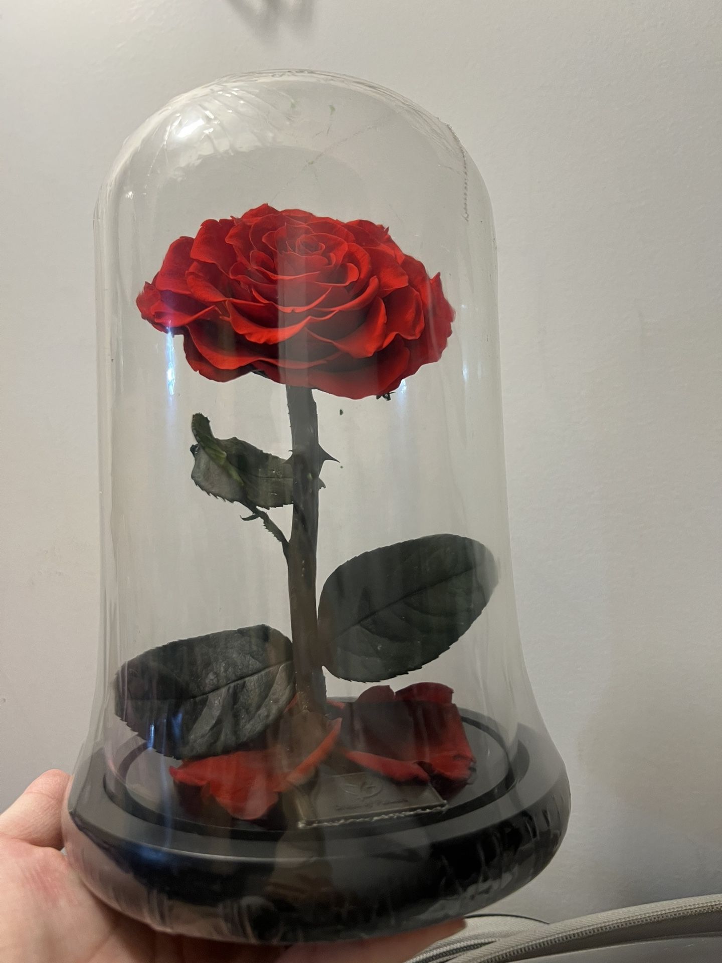 Preserved rose new