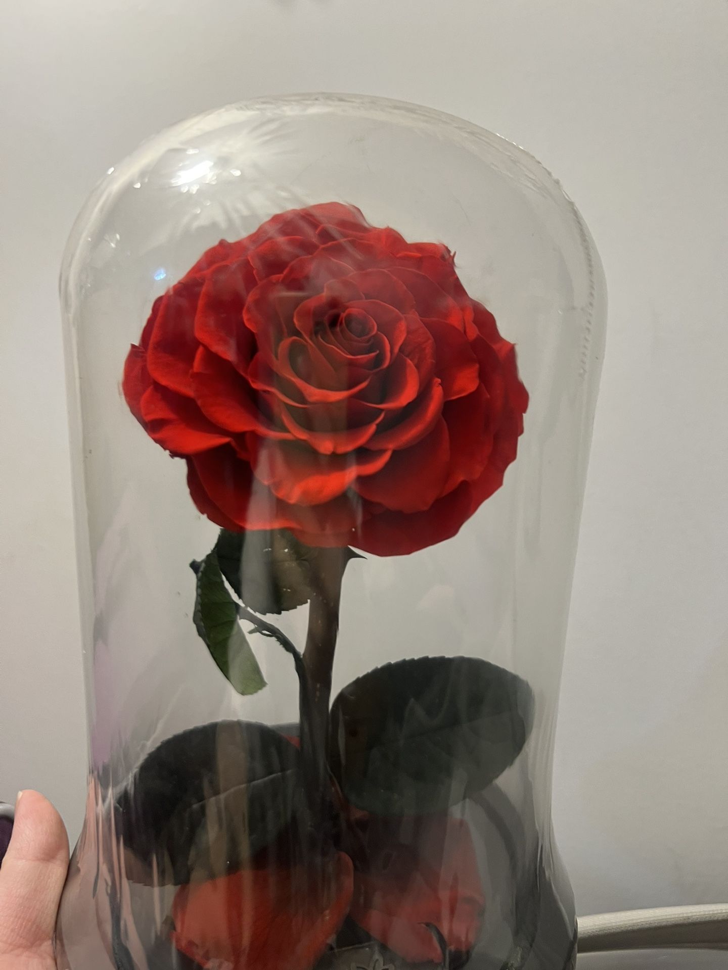 Preserved rose new - photo 2