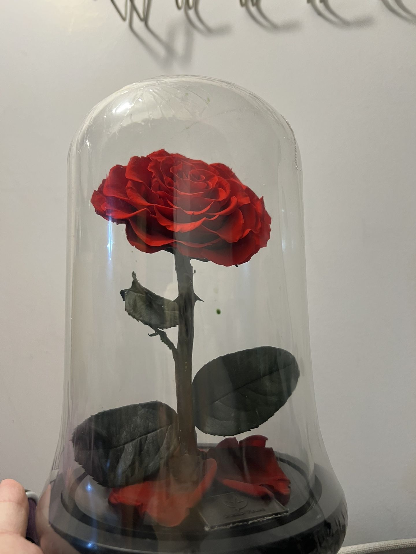 Preserved rose new - photo 3