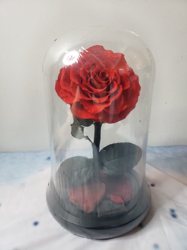Preserved Rose Real Eternal Rose Stain On The Dome