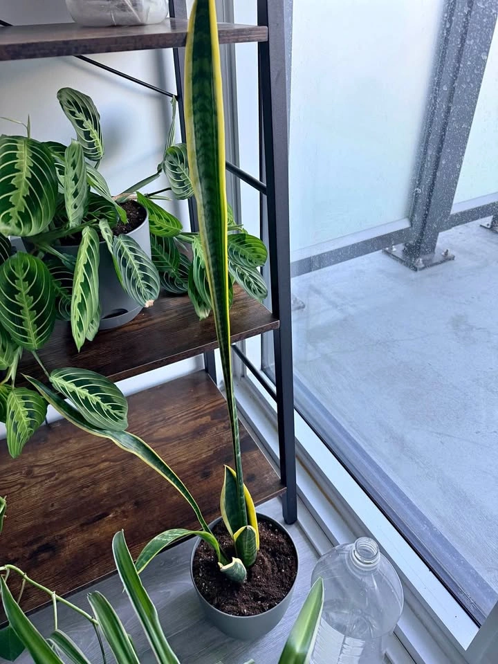 Potted Snake Plant
