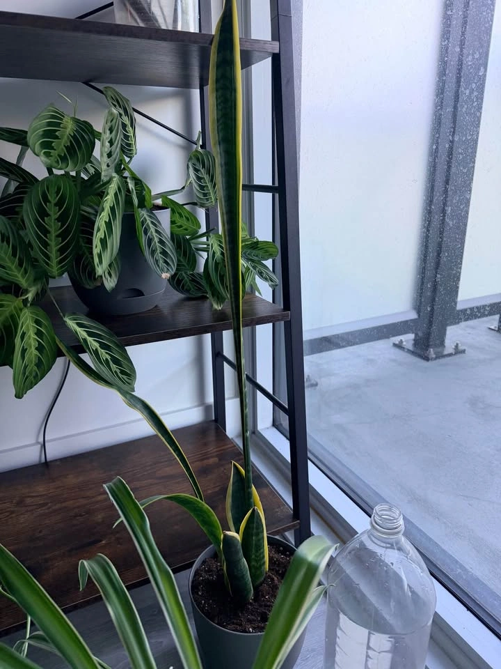 Potted Snake Plant - photo 2