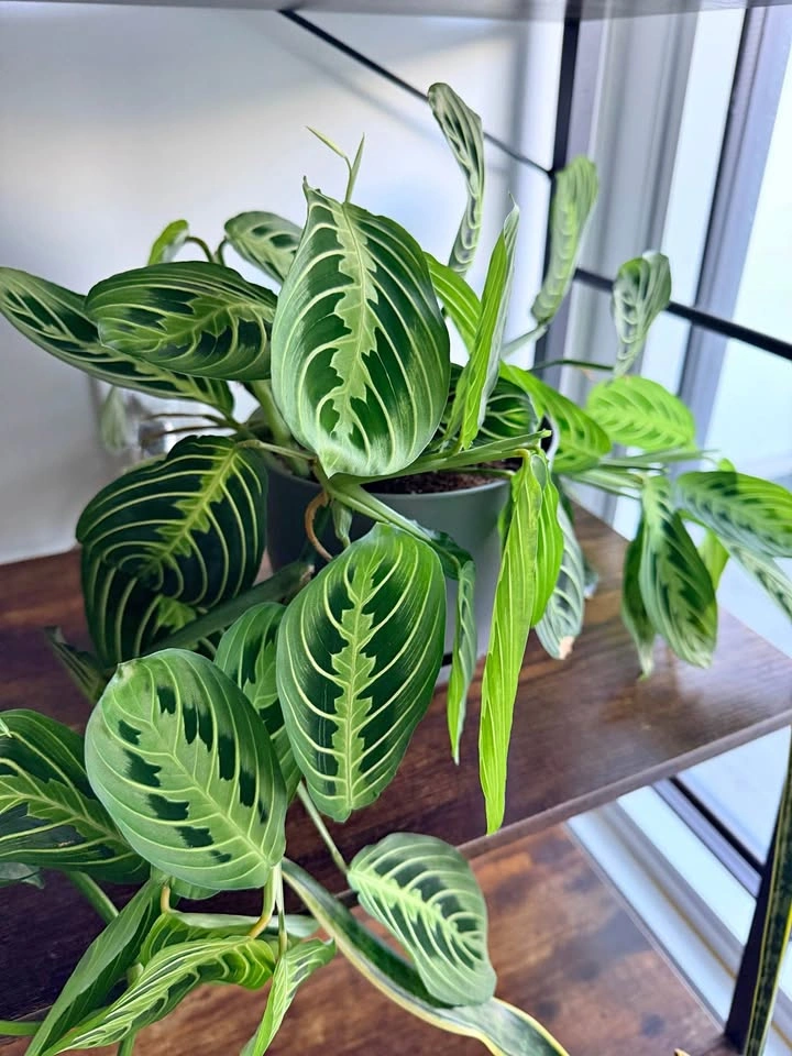 Prayer Plant Maranta Live Plant