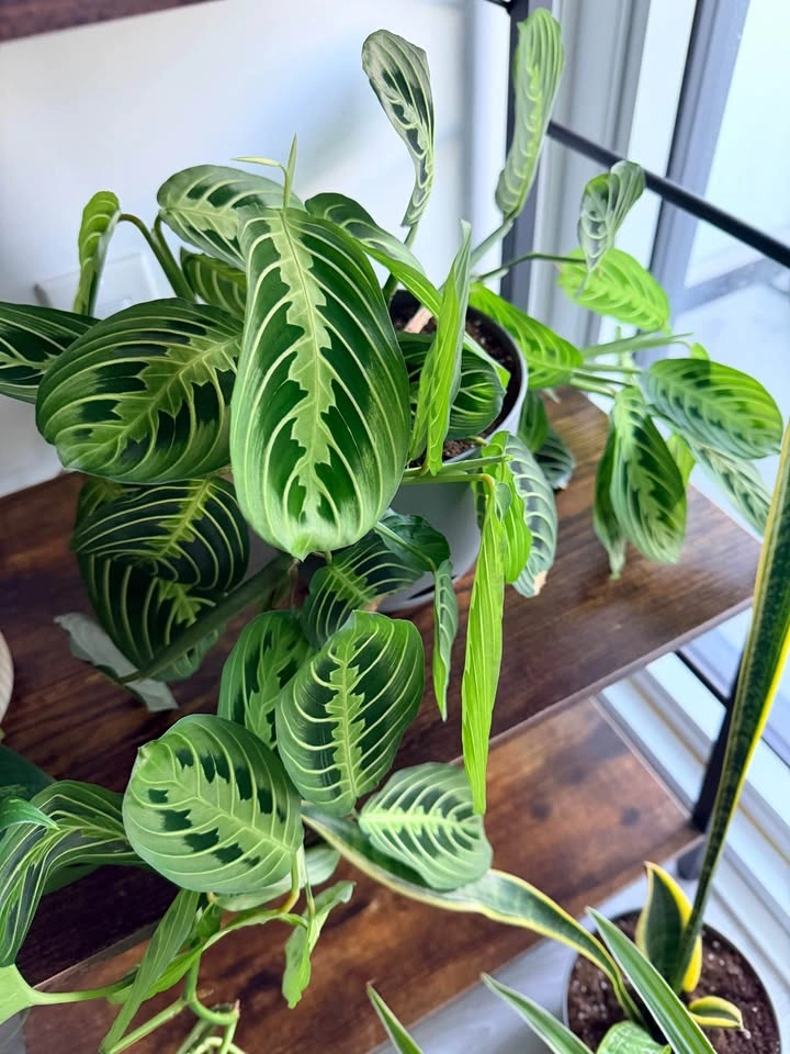 Prayer Plant Maranta Live Plant - photo 2