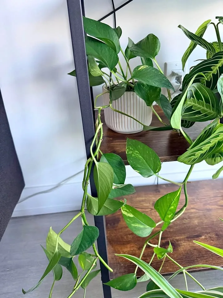 Golden Pothos Plant in White Pot
