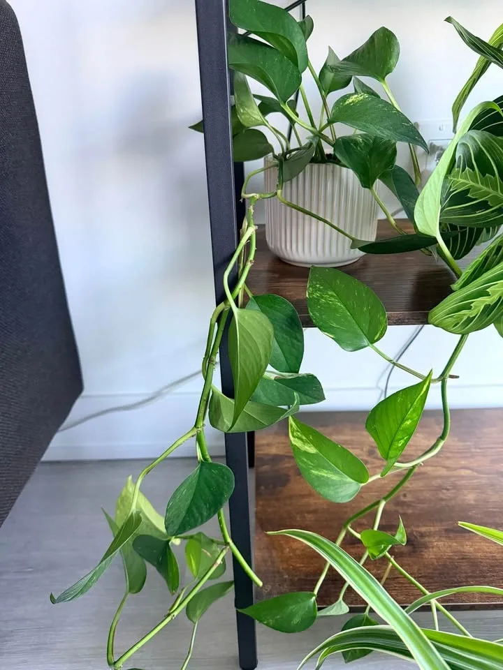 Golden Pothos Plant in White Pot - photo 2