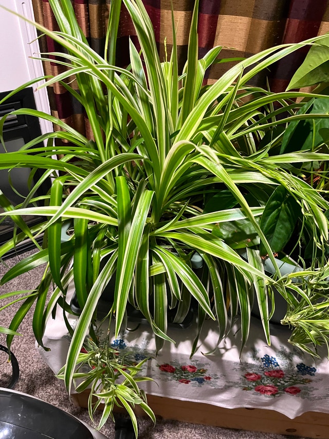 Baby spider plants