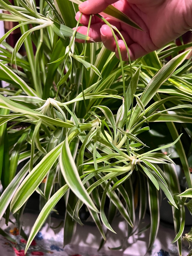 Baby spider plants - photo 2