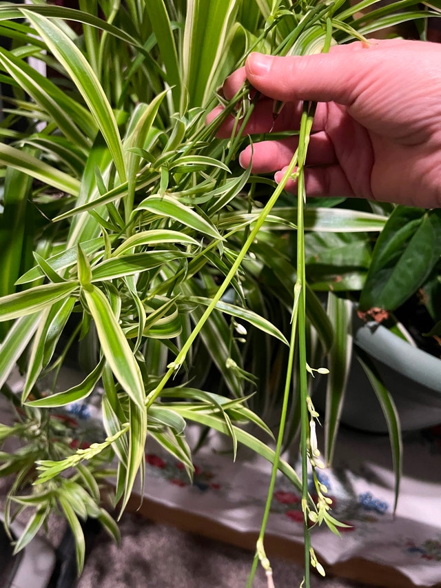 Baby spider plants - photo 3