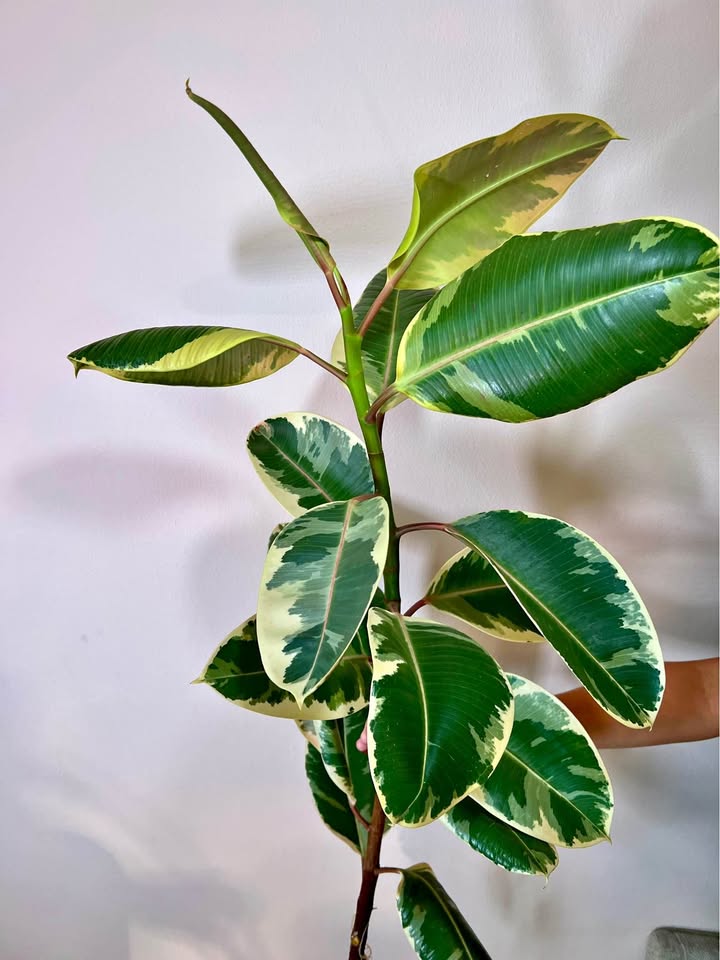 Ruby Rubber Tree (Ficus Elastica Ruby)