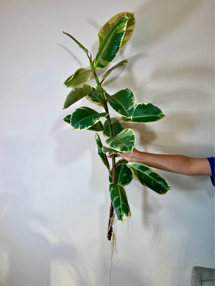 Ruby Rubber Tree (Ficus Elastica Ruby) - photo 2