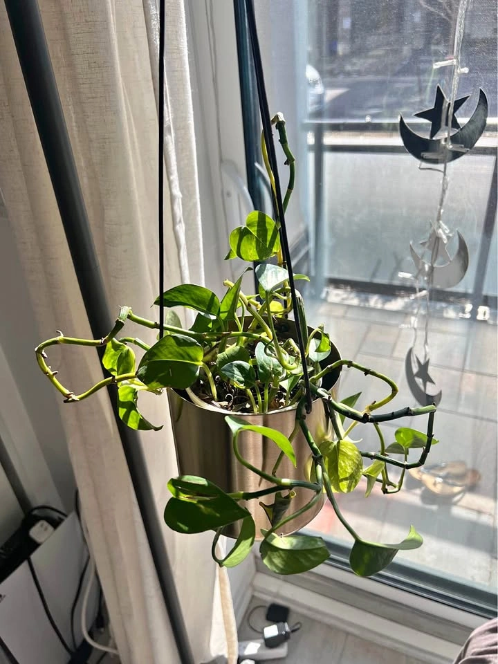 Hanging plant with planter