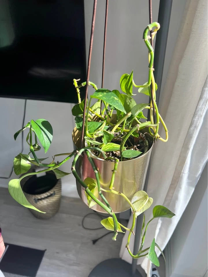 Hanging plant with planter - photo 2