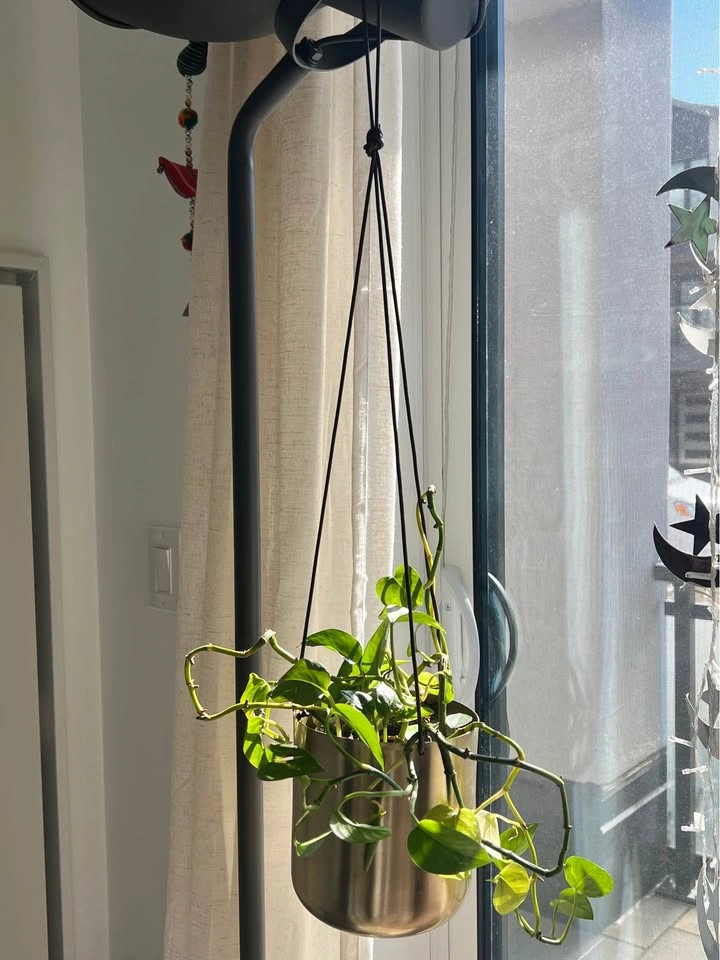 Hanging plant with planter - photo 3
