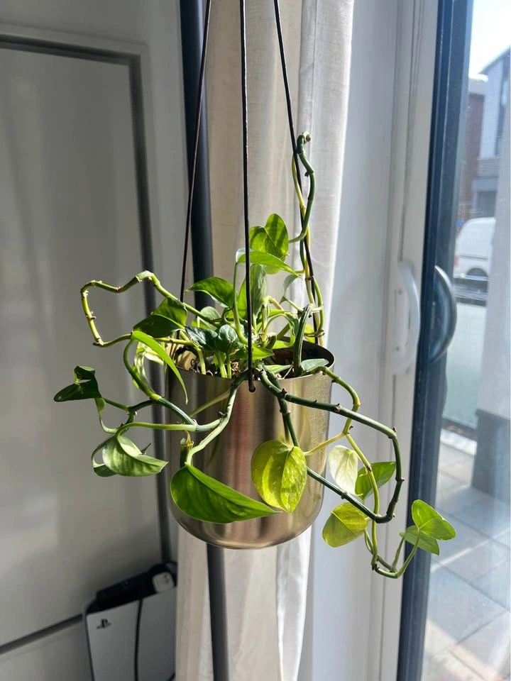 Hanging plant with planter - photo 4