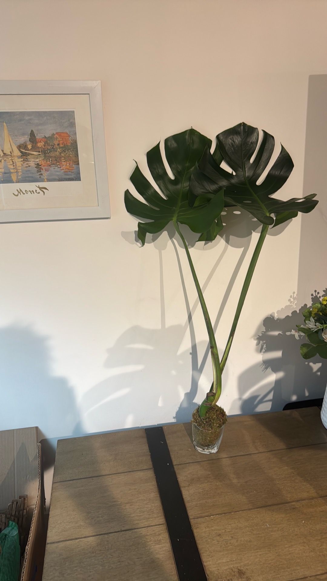🌿 Monstera Deliciosa 2-Leaf Cutting – Fresh Cut in Moss Ball