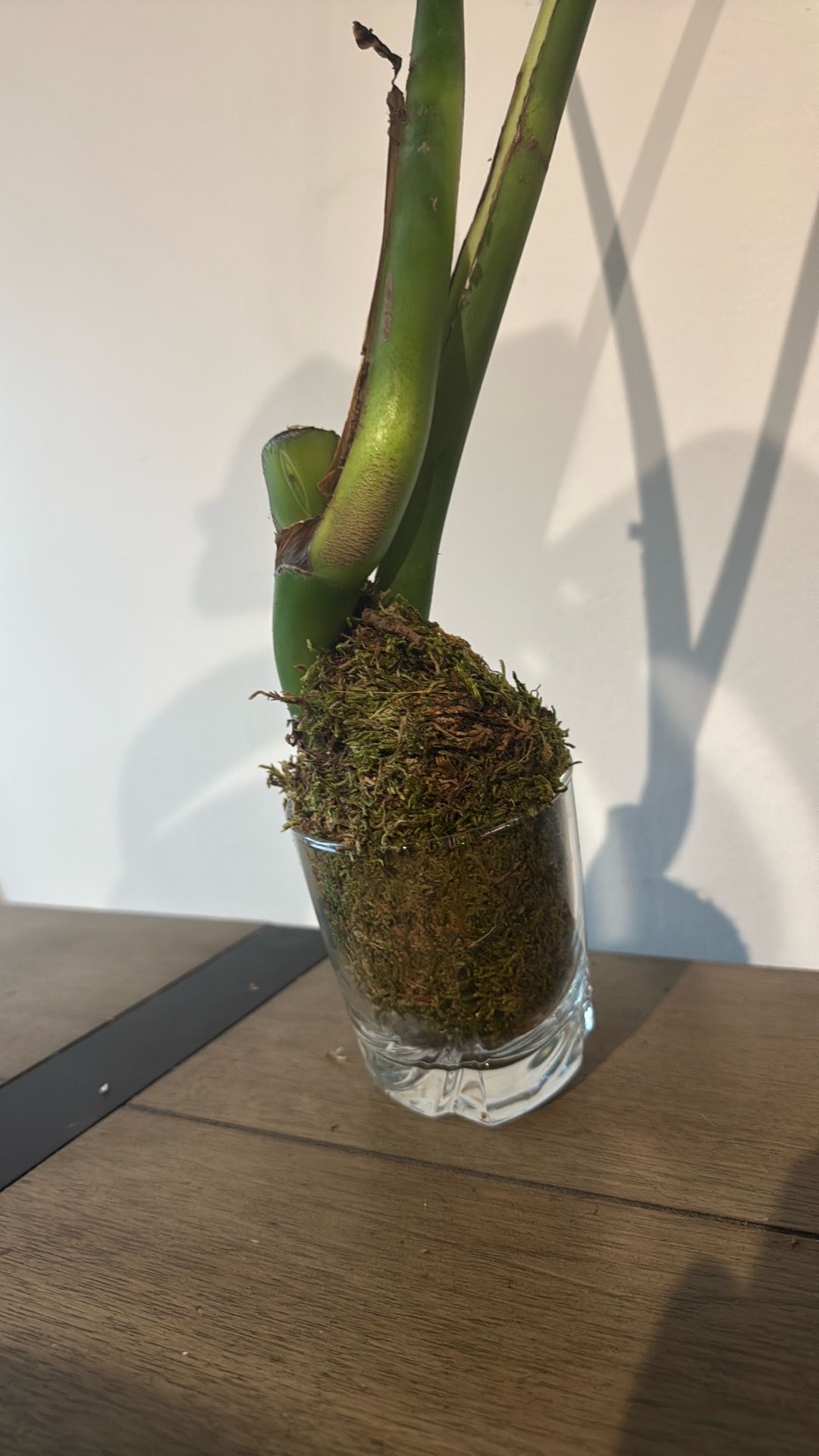 🌿 Monstera Deliciosa 2-Leaf Cutting – Fresh Cut in Moss Ball - photo 2