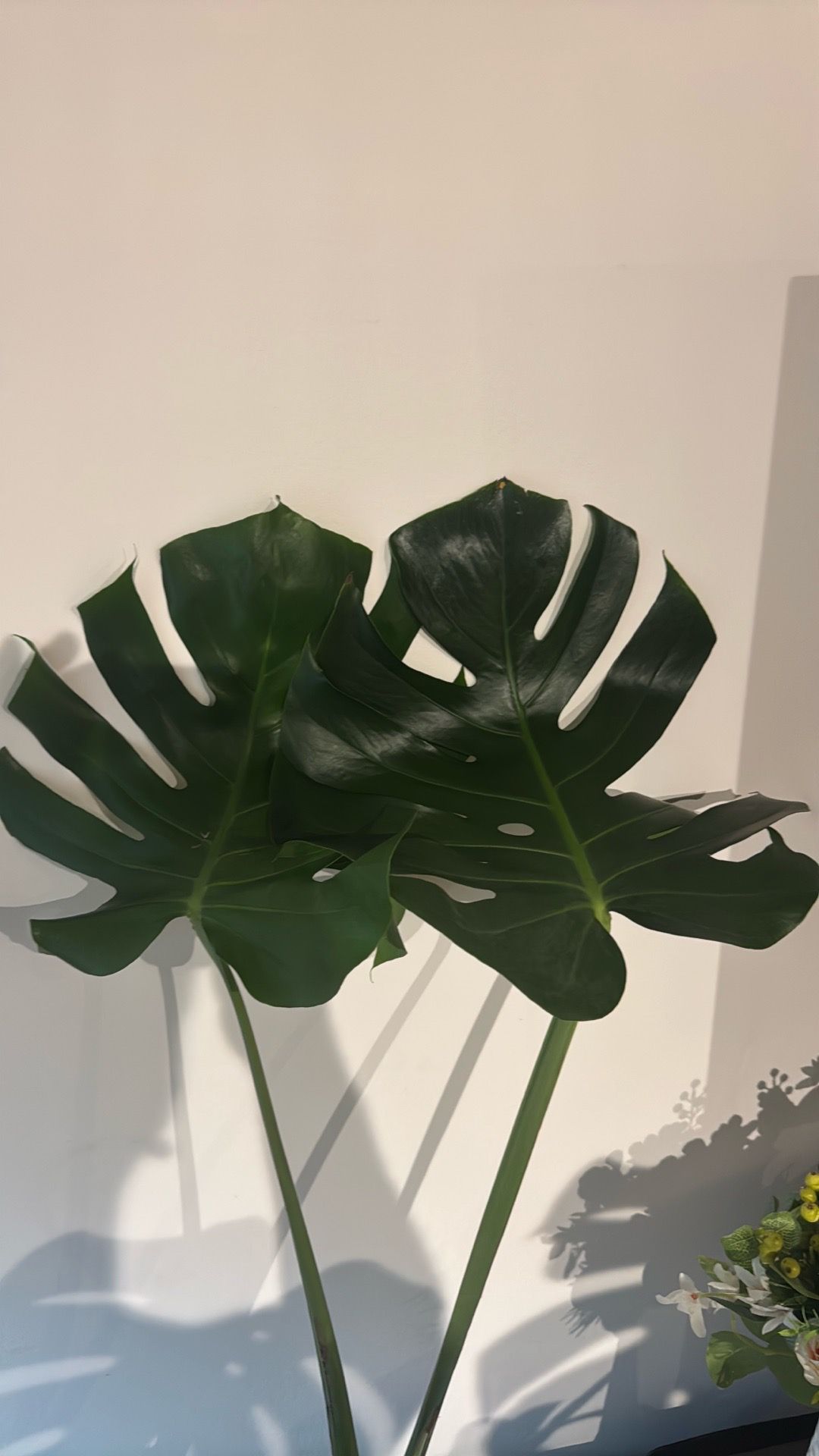 🌿 Monstera Deliciosa 2-Leaf Cutting – Fresh Cut in Moss Ball - photo 3