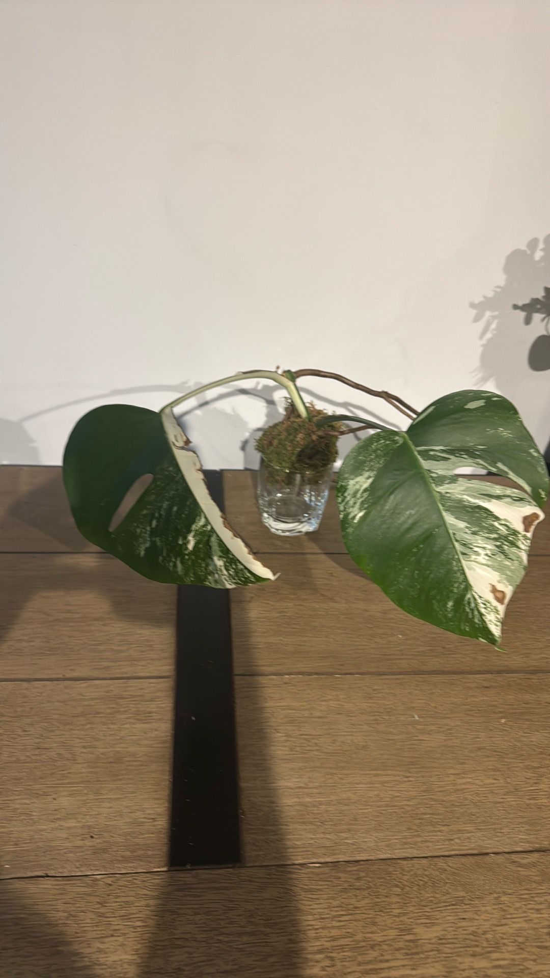 Monstera Albo Variegata Cutting - 2 Leaves, Roots