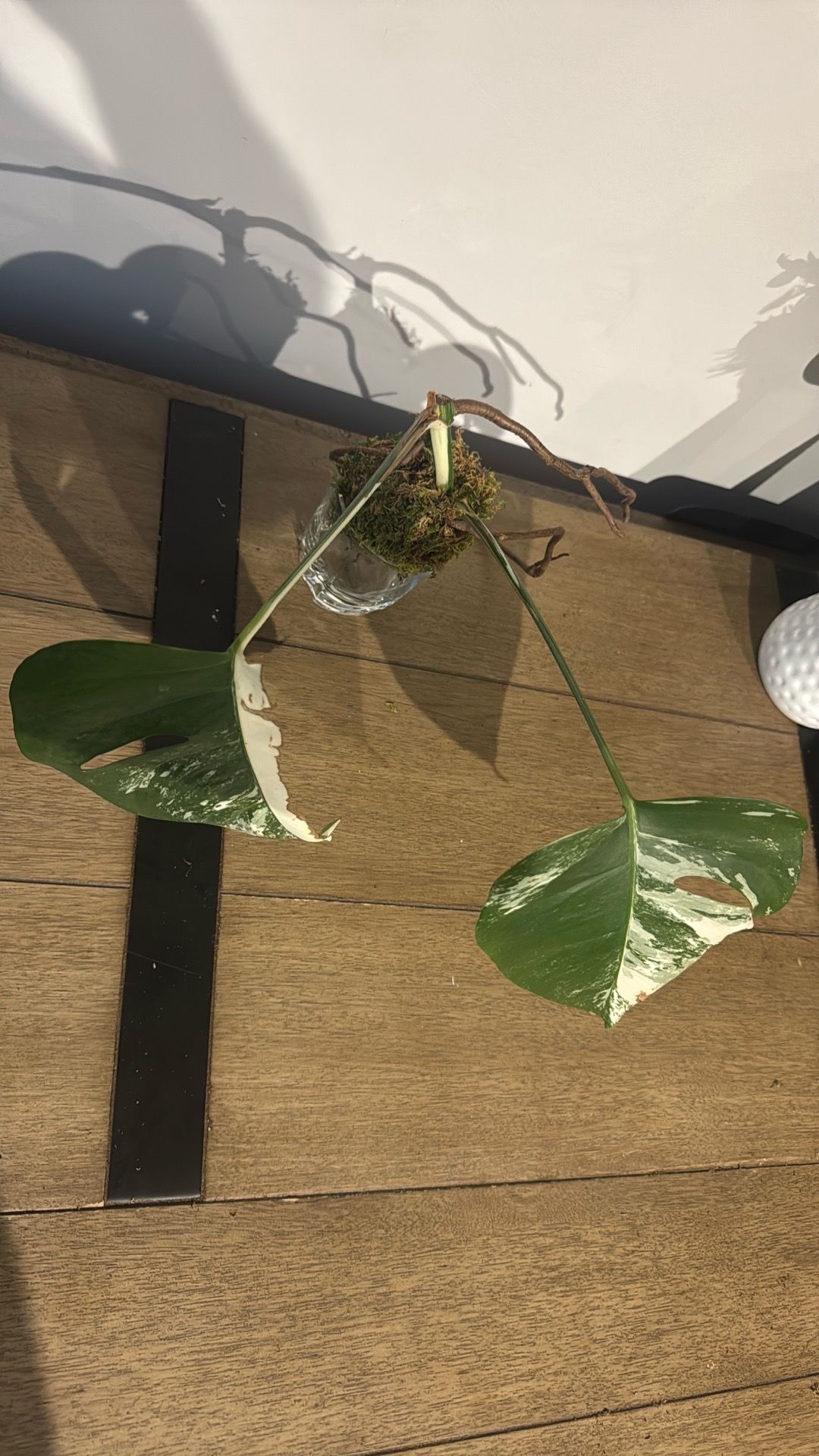 Monstera Albo Variegata Cutting - 2 Leaves, Roots - photo 2