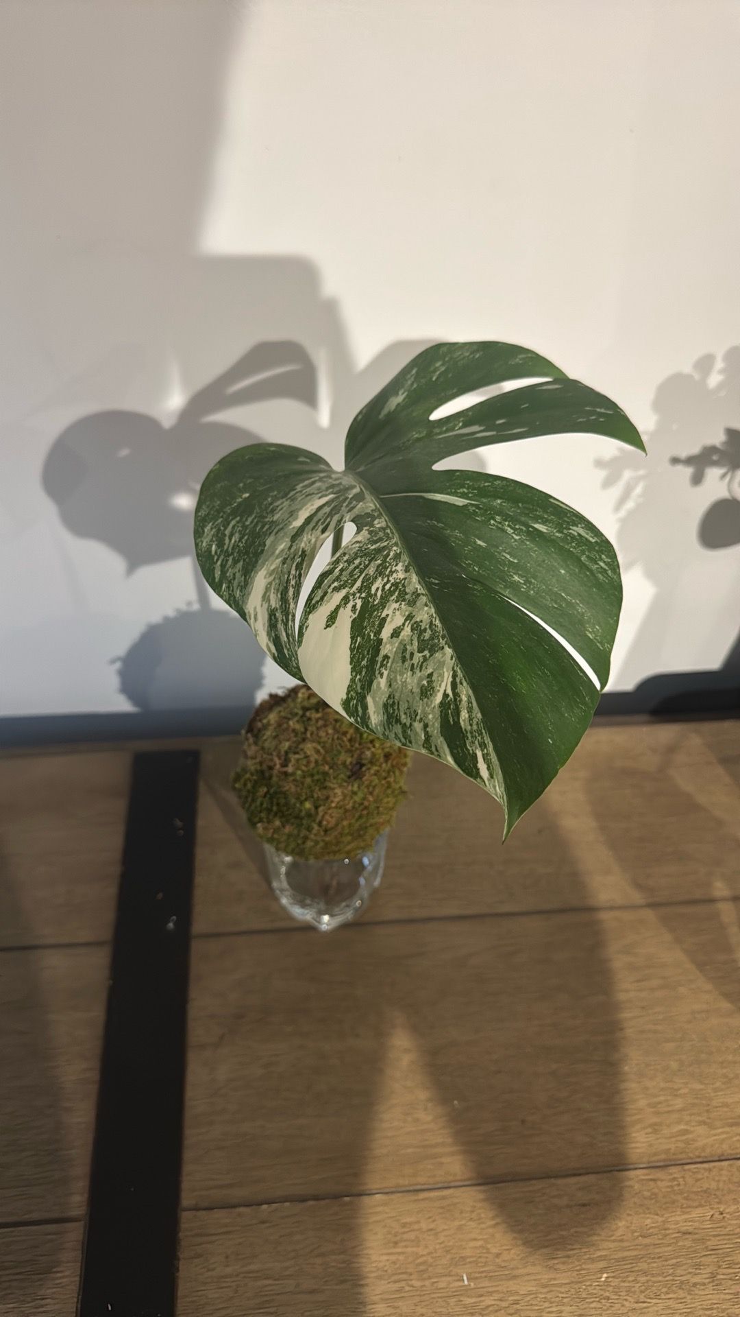 Monstera Albo Variegata Cutting - Marbled Fenestrated Leaf (Pick