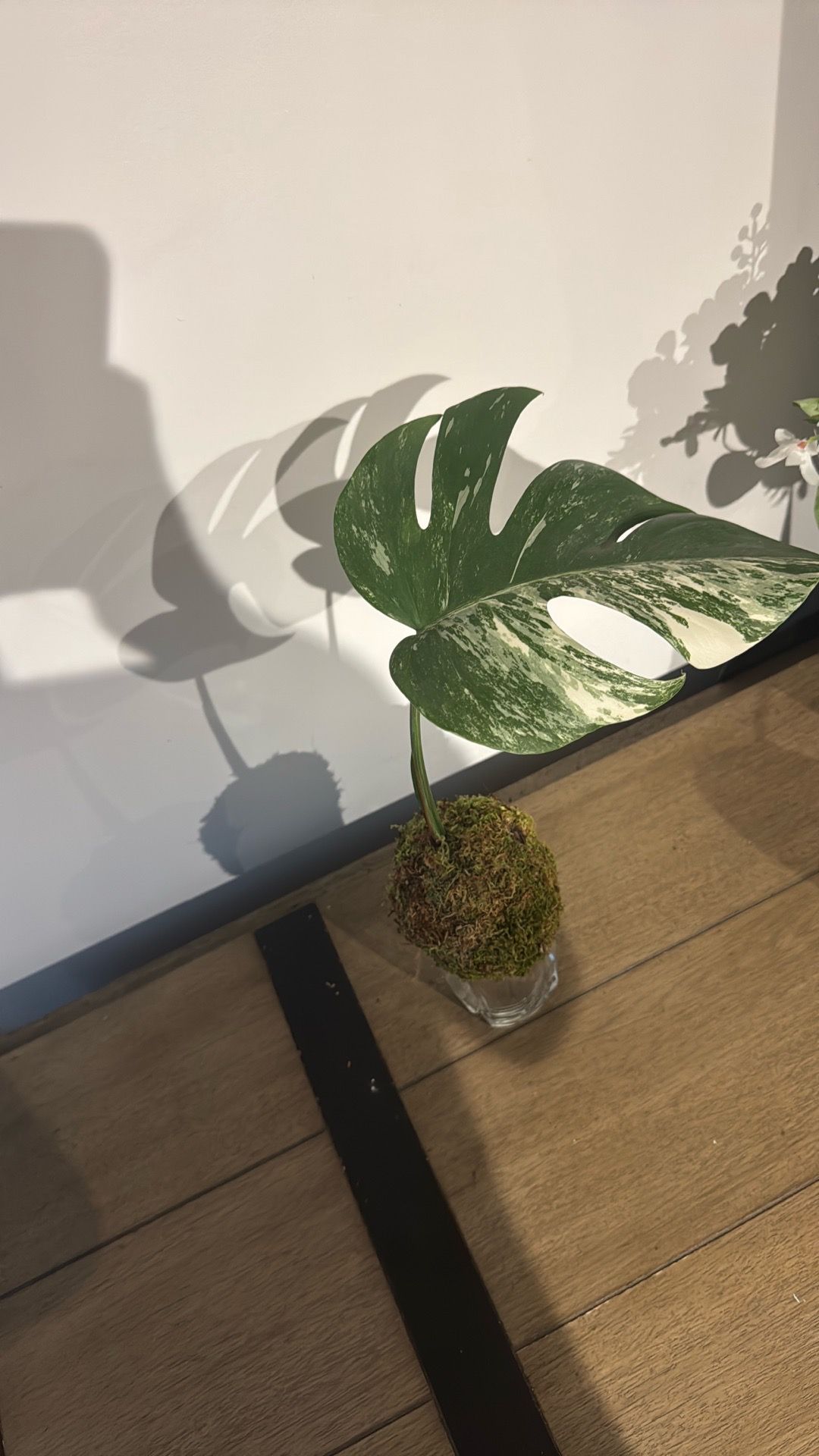 Monstera Albo Variegata Cutting - Marbled Fenestrated Leaf (Pick - photo 3