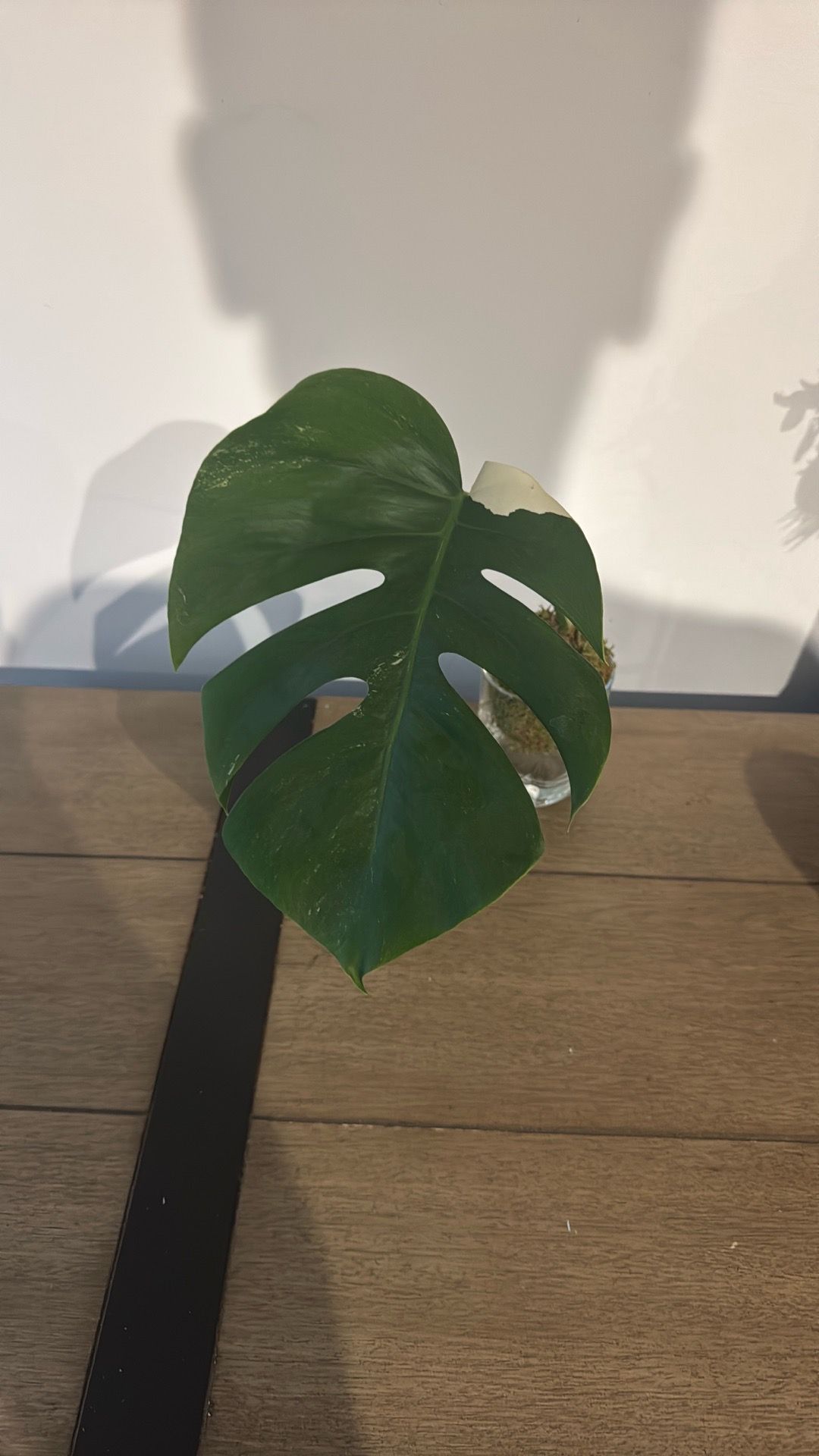 Monstera Albo Variegata Cutting - Fenestrated Leaf