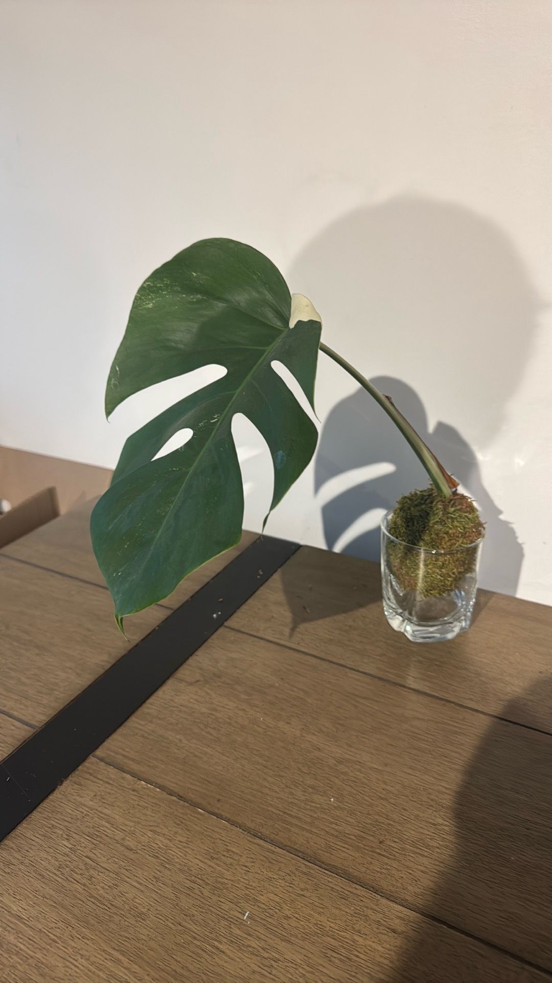 Monstera Albo Variegata Cutting - Fenestrated Leaf - photo 2