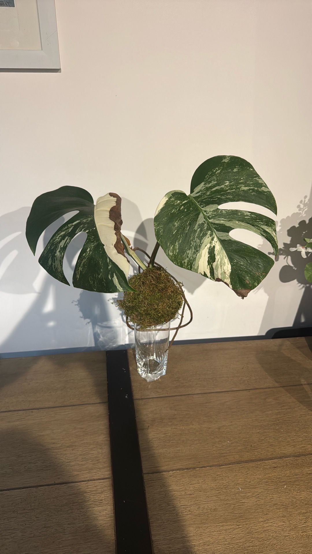Variegated Monstera Albo Cutting – 2 Leaves, Strong Marbling (Pi