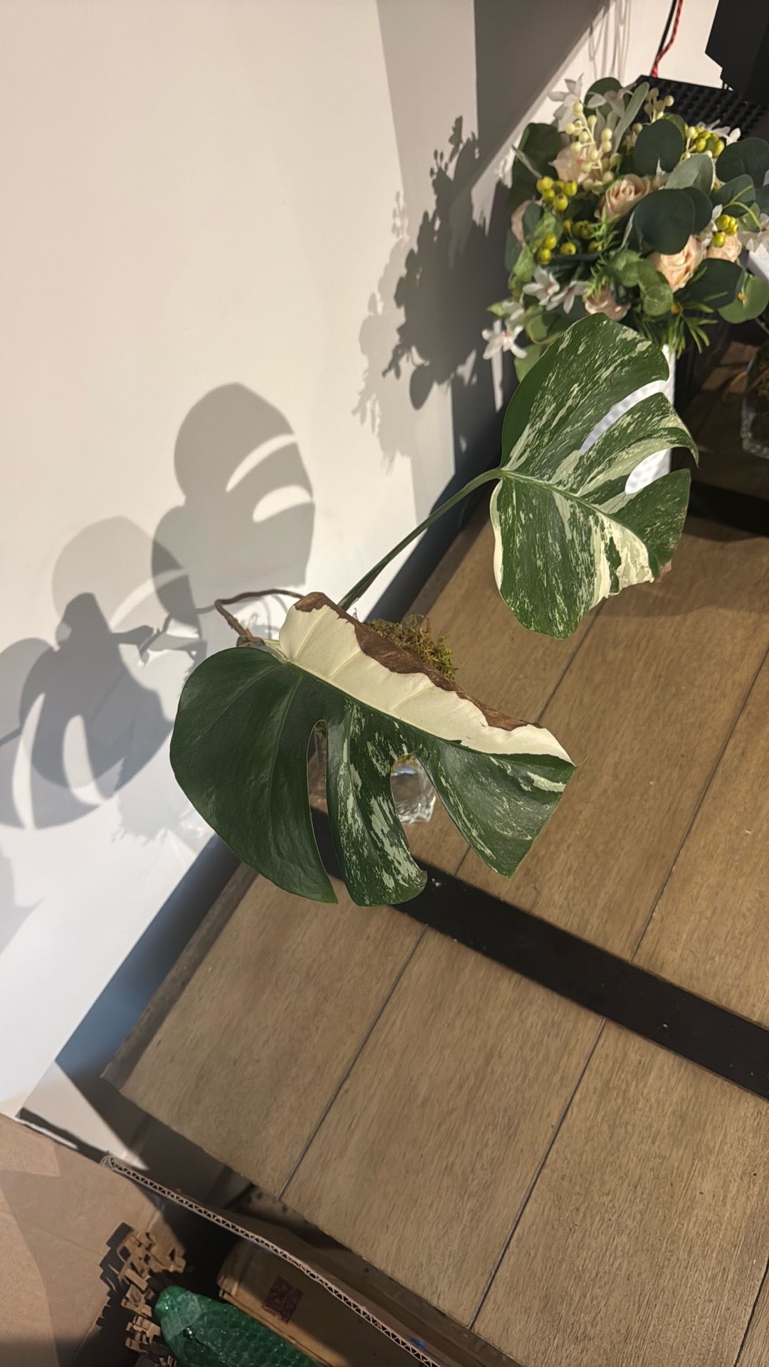 Variegated Monstera Albo Cutting – 2 Leaves, Strong Marbling (Pi - photo 2