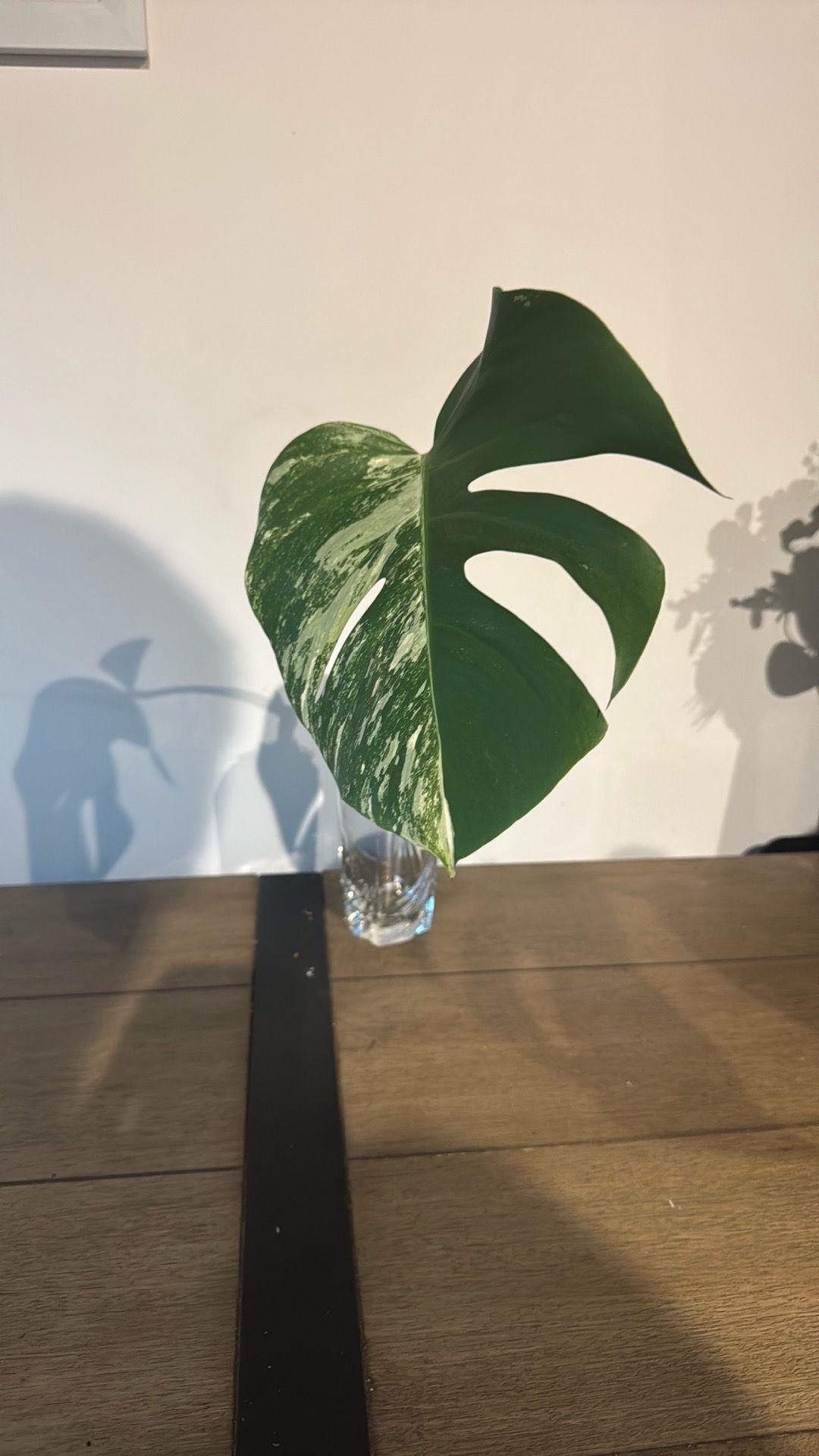 Variegated Monstera Albo Cutting - Half-Moon Leaf