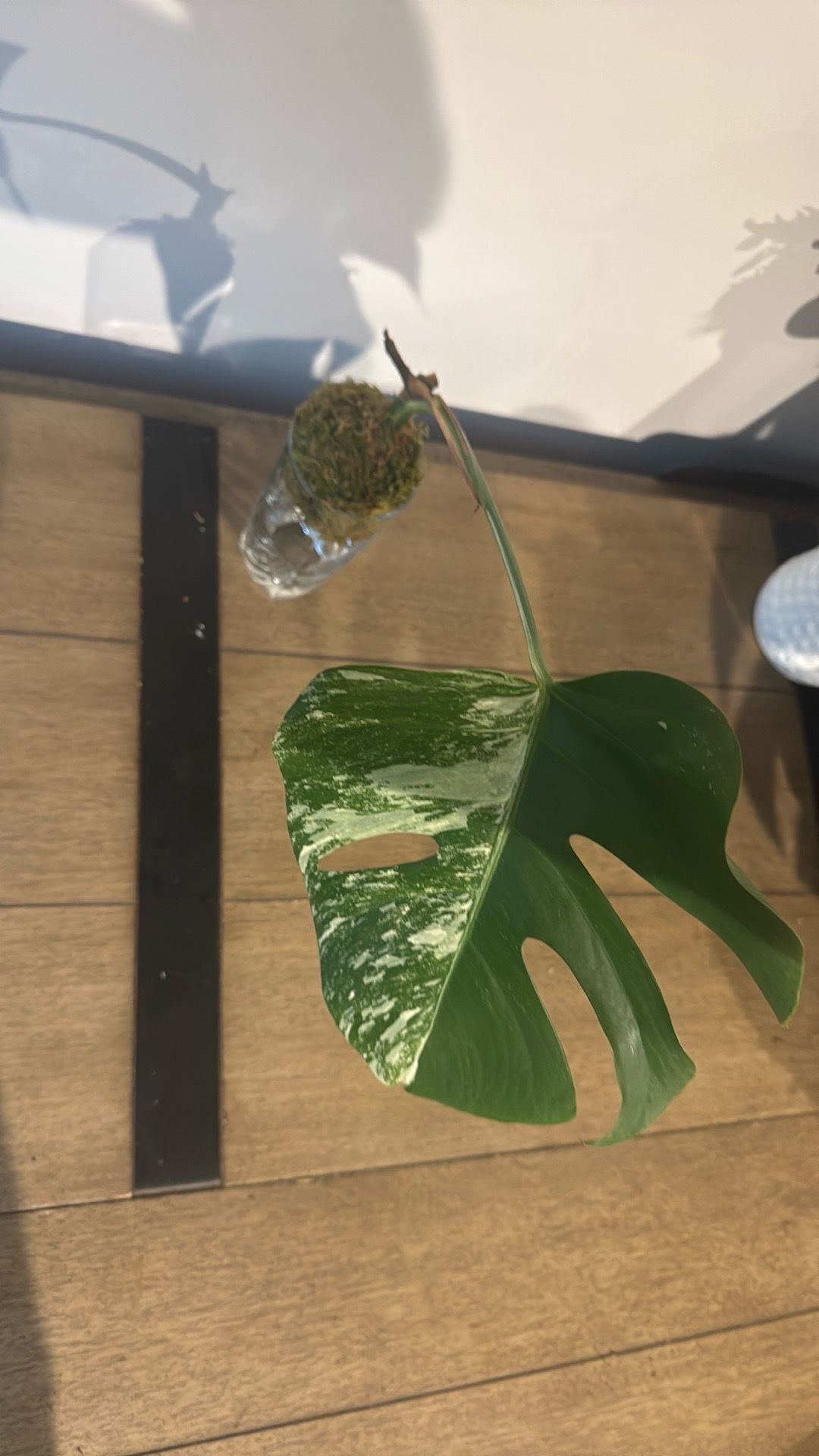 Variegated Monstera Albo Cutting - Half-Moon Leaf - photo 2