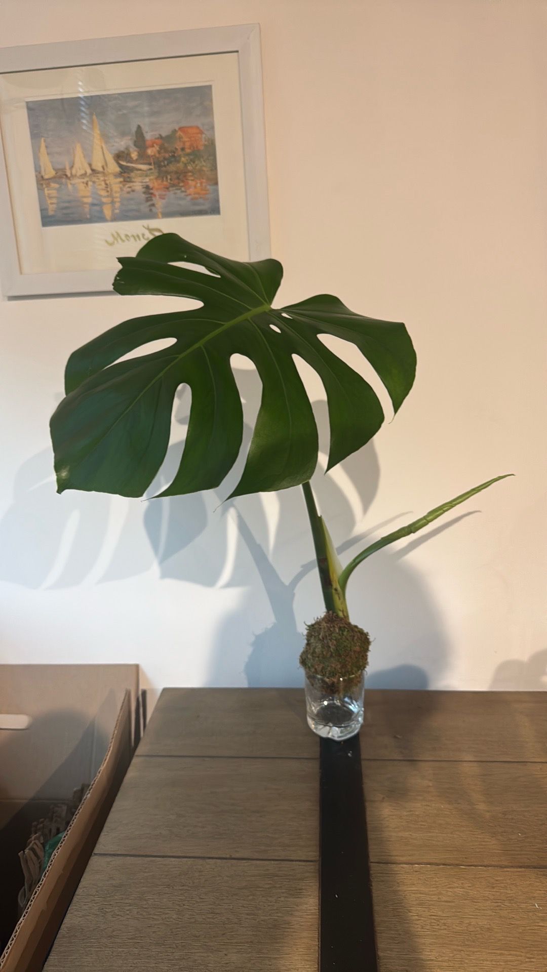 🌿 Monstera Deliciosa Cutting – Mature Leaf in Moss Ball