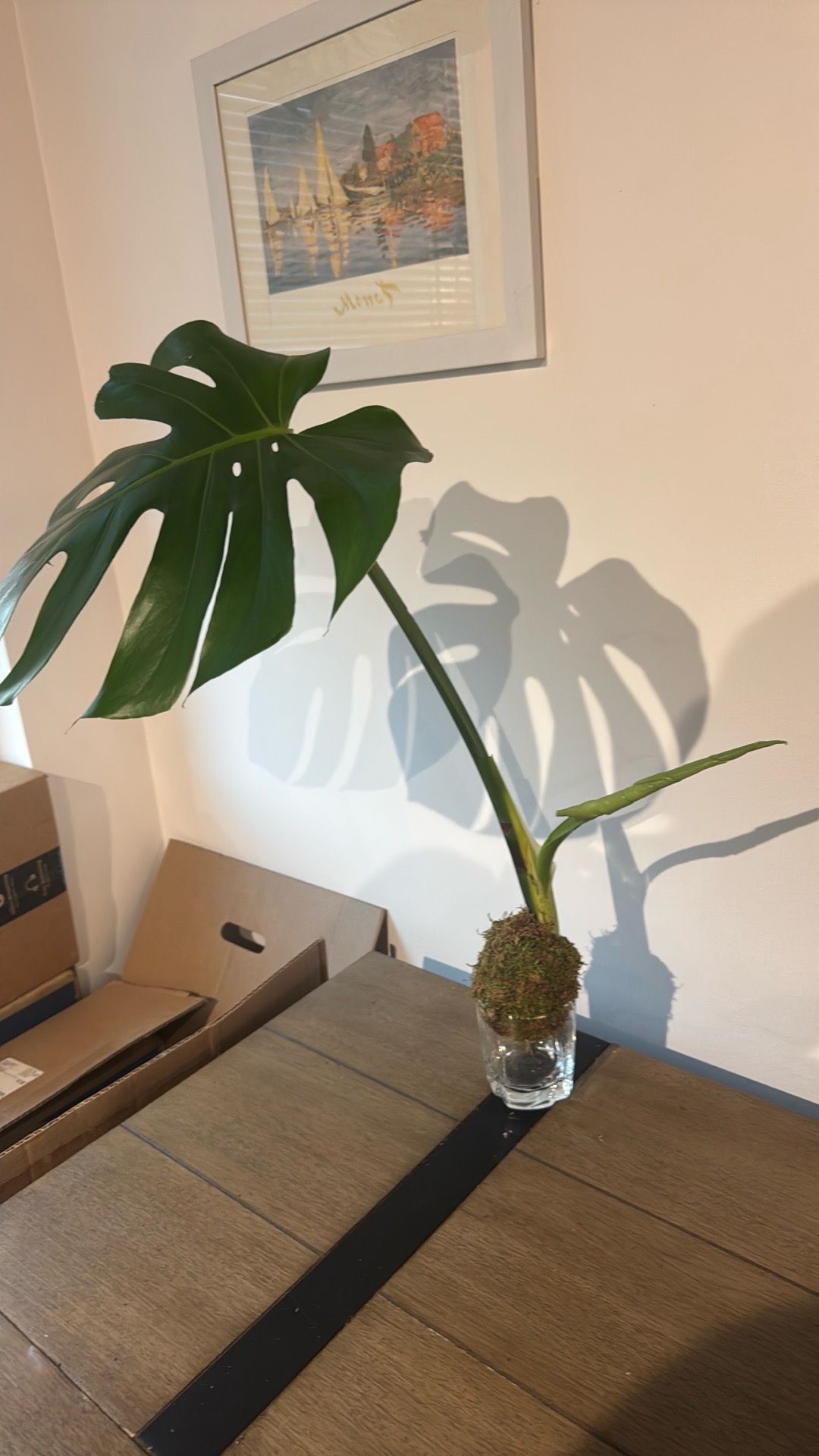 🌿 Monstera Deliciosa Cutting – Mature Leaf in Moss Ball - photo 2
