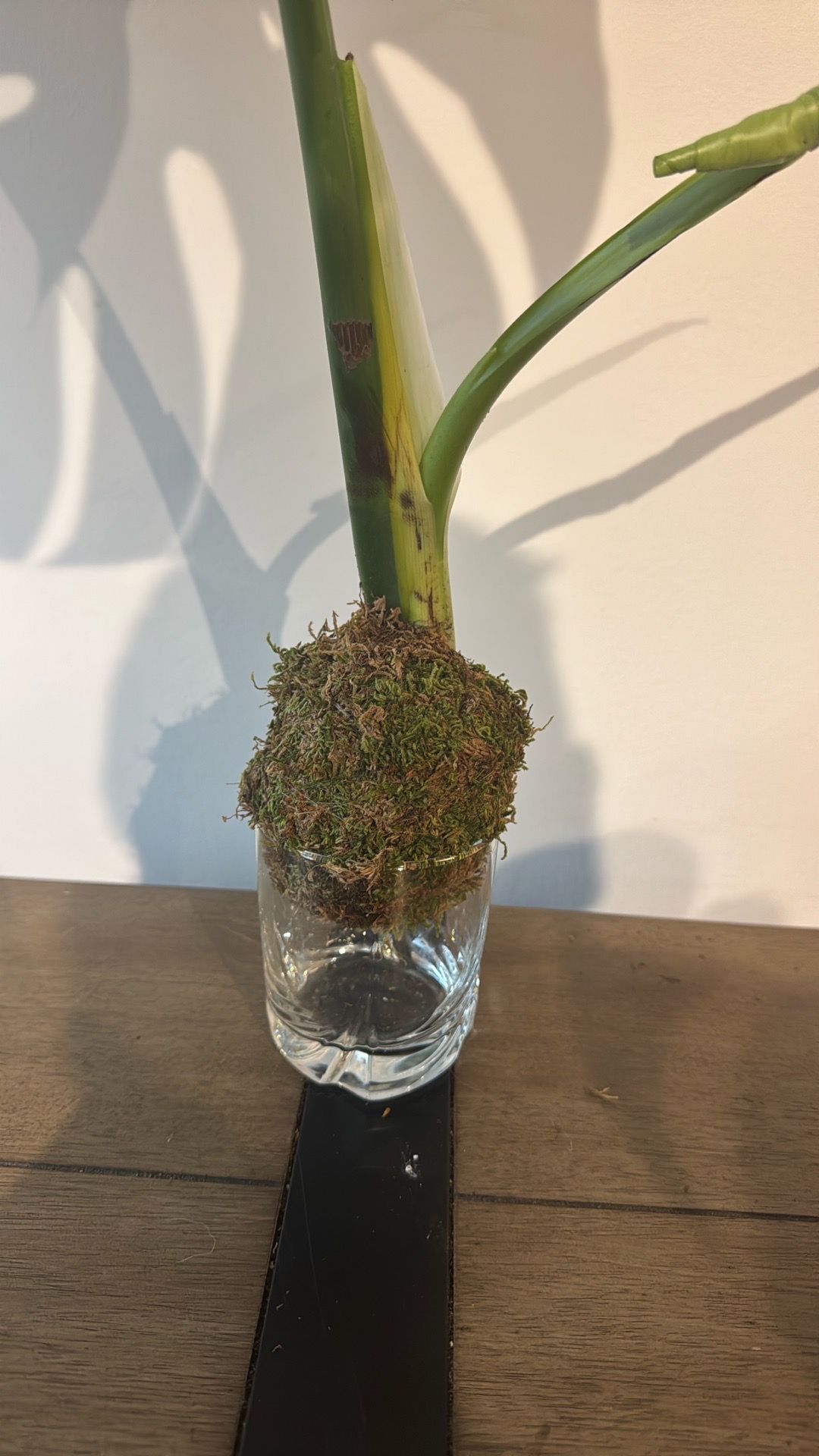 🌿 Monstera Deliciosa Cutting – Mature Leaf in Moss Ball - photo 3
